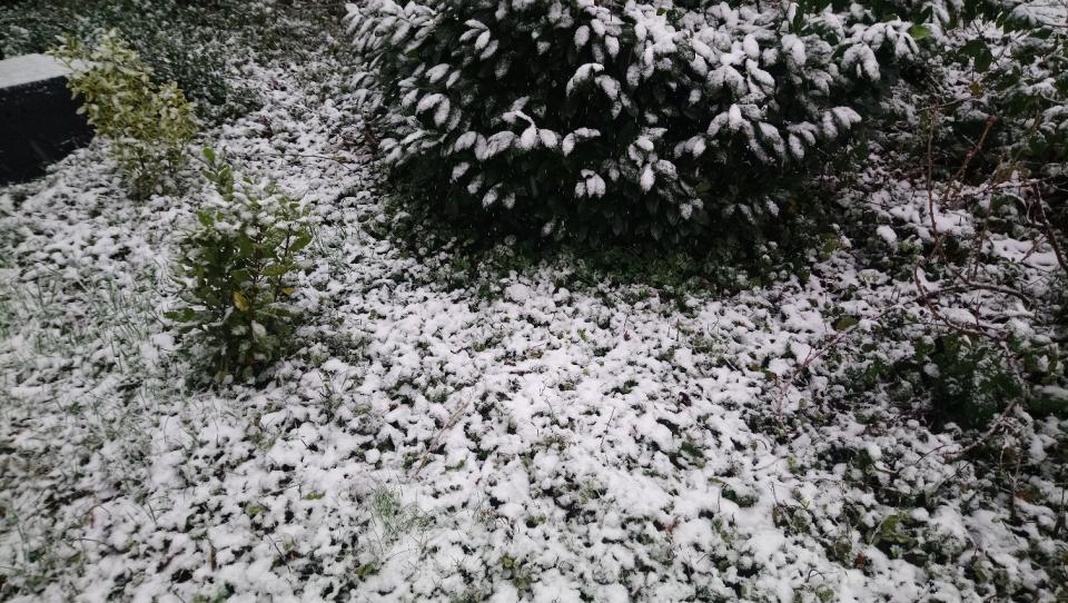 [Bild: attachment.php?thumbnail=12553]