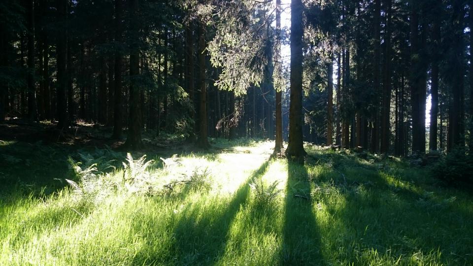 [Bild: attachment.php?thumbnail=8327]